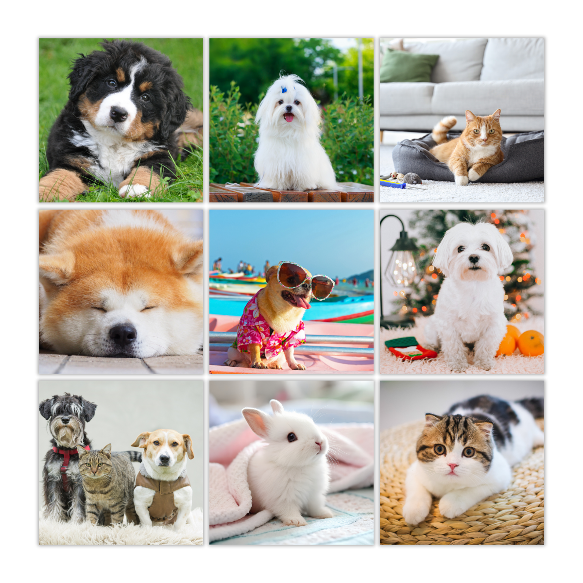 Memosnaps Magnets Pet Pictures
