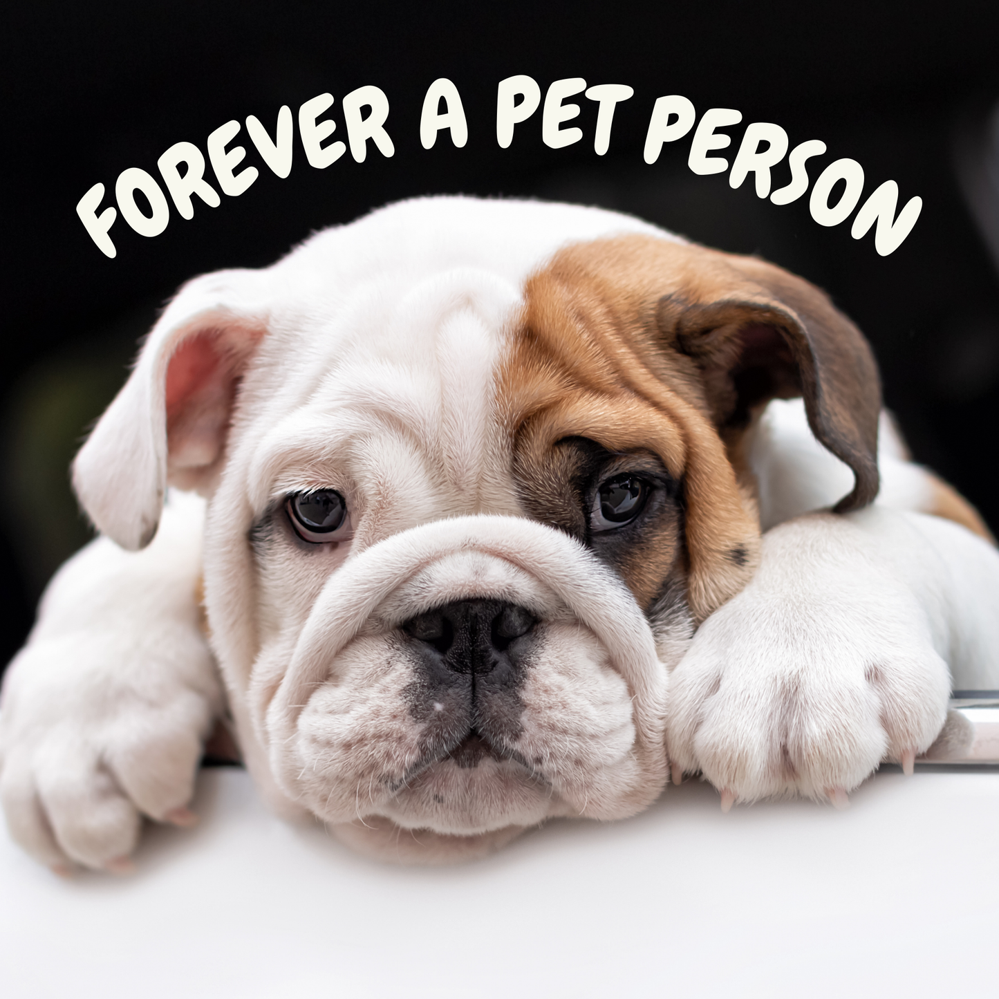 Pet Animal Themed Fridge Magnets